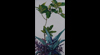 agave de sprout